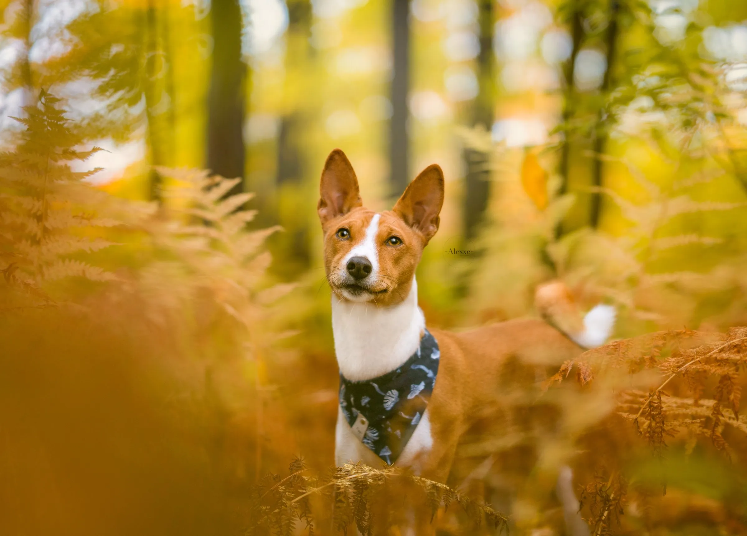 Basenji parmi des fougères dorées