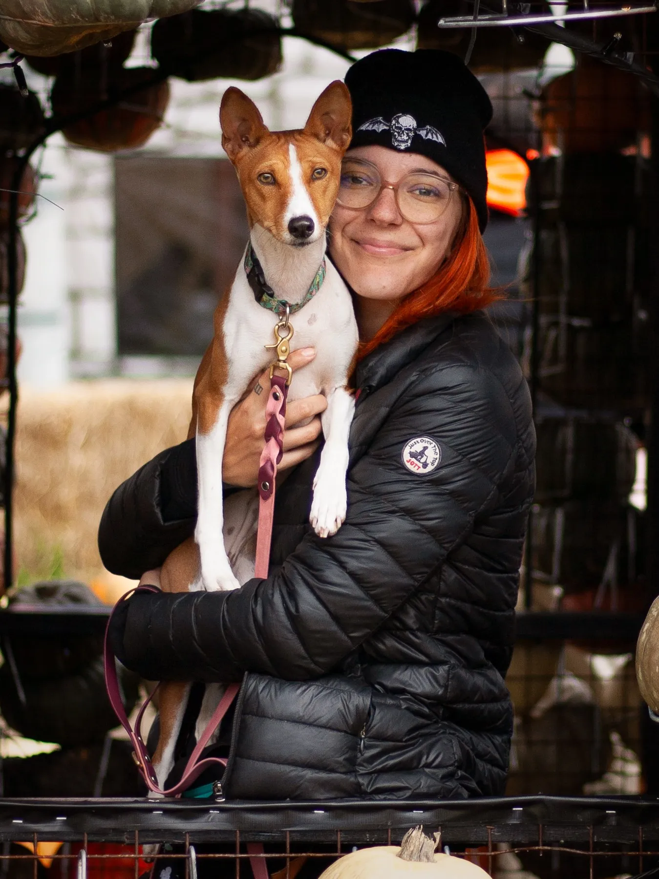 L’éleveuse tenant un Basenji rouge et blanc devant un mur de citrouilles
