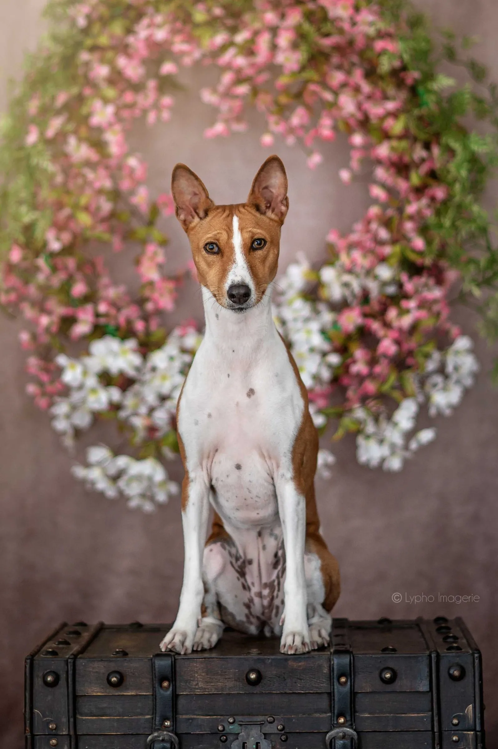 Basenji assis devant une arche de fleurs