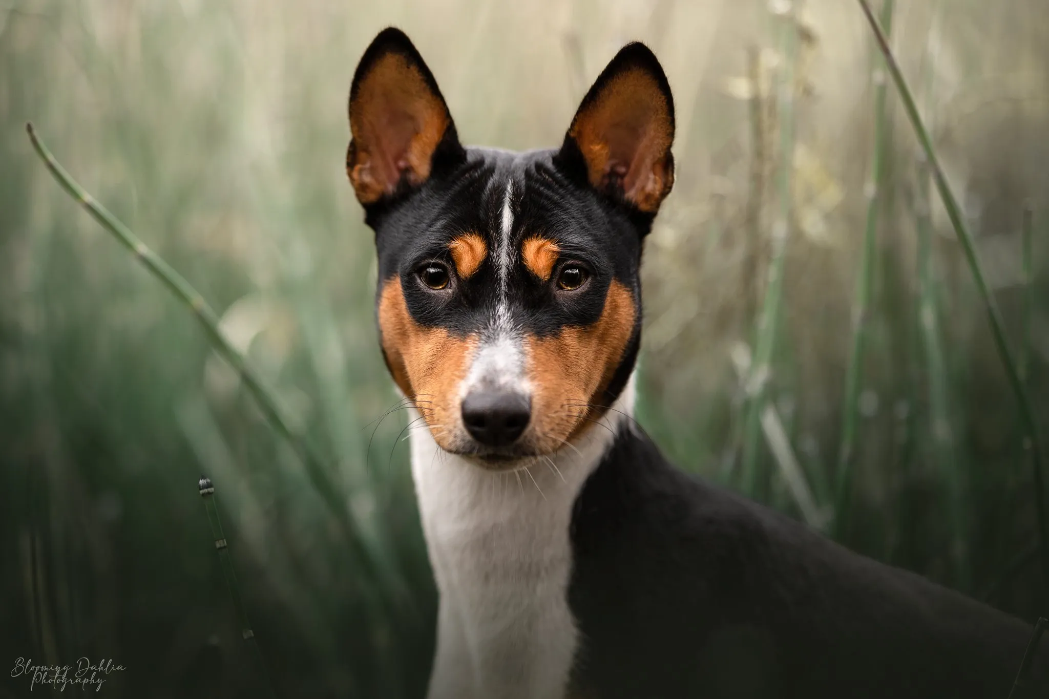 Gros plan d’Orion, Basenji tricolore