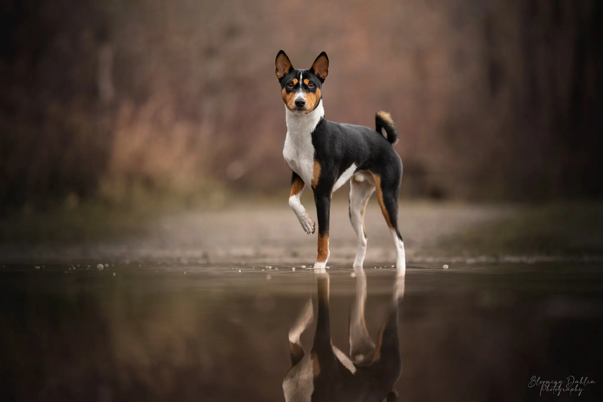 Orion, Basenji tricolore, debout dans l’eau peu profonde d’un étang en forêt