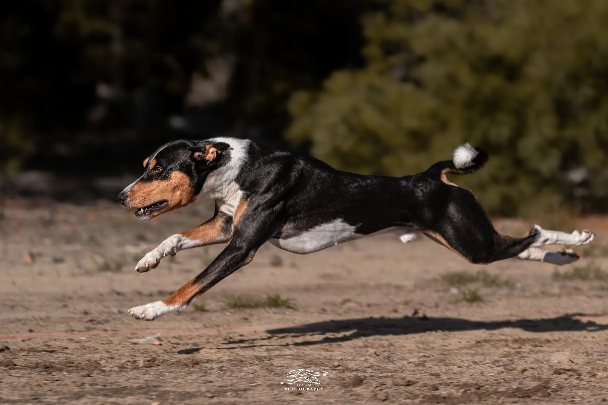 Orion en pleine course, les quatre pattes en extension
