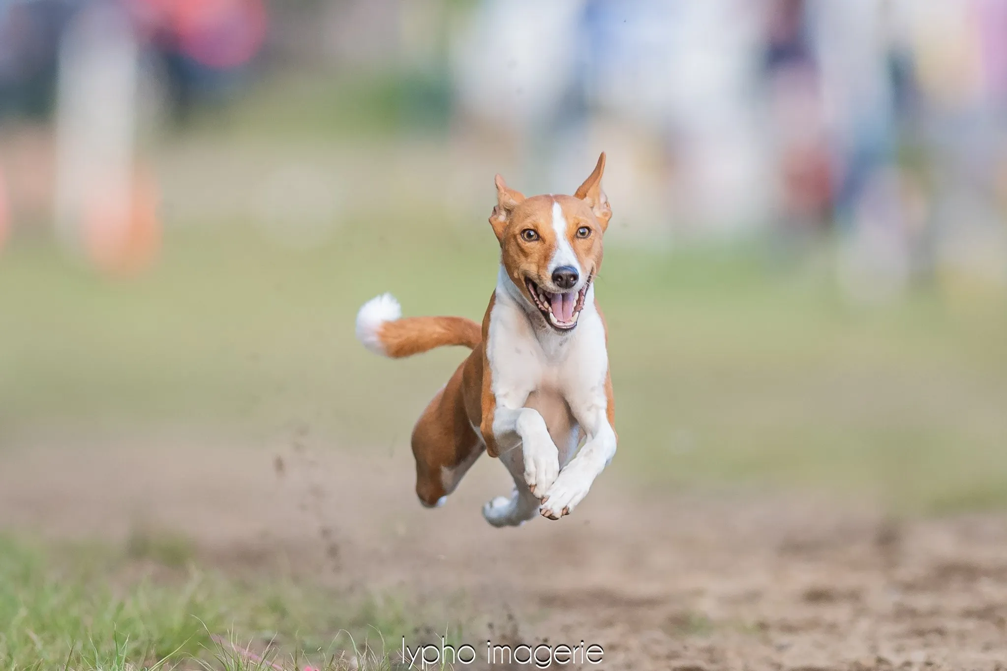 Peca en pleine course au Sprinter