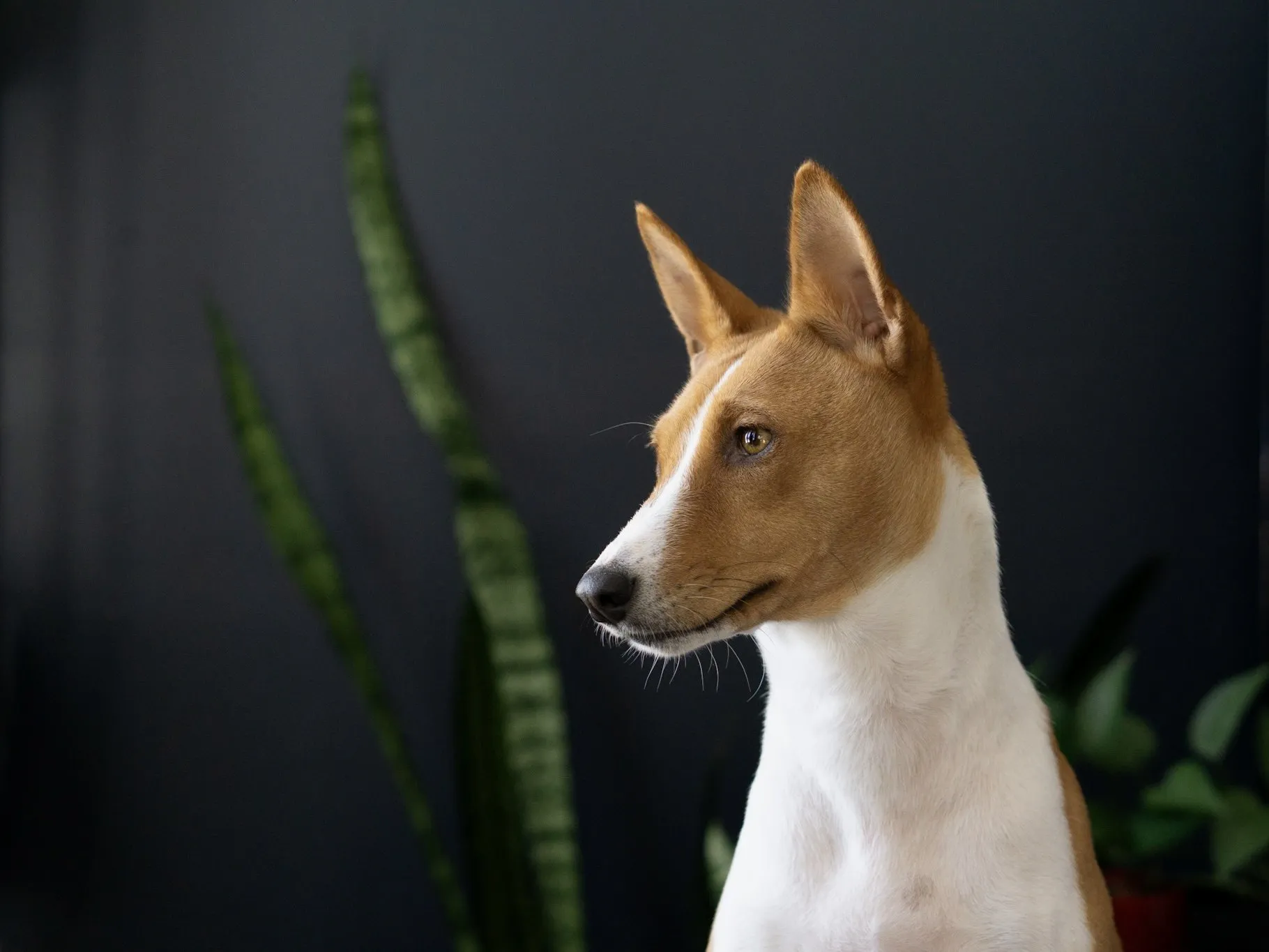 Portrait de profil de Peca sur fond sombre