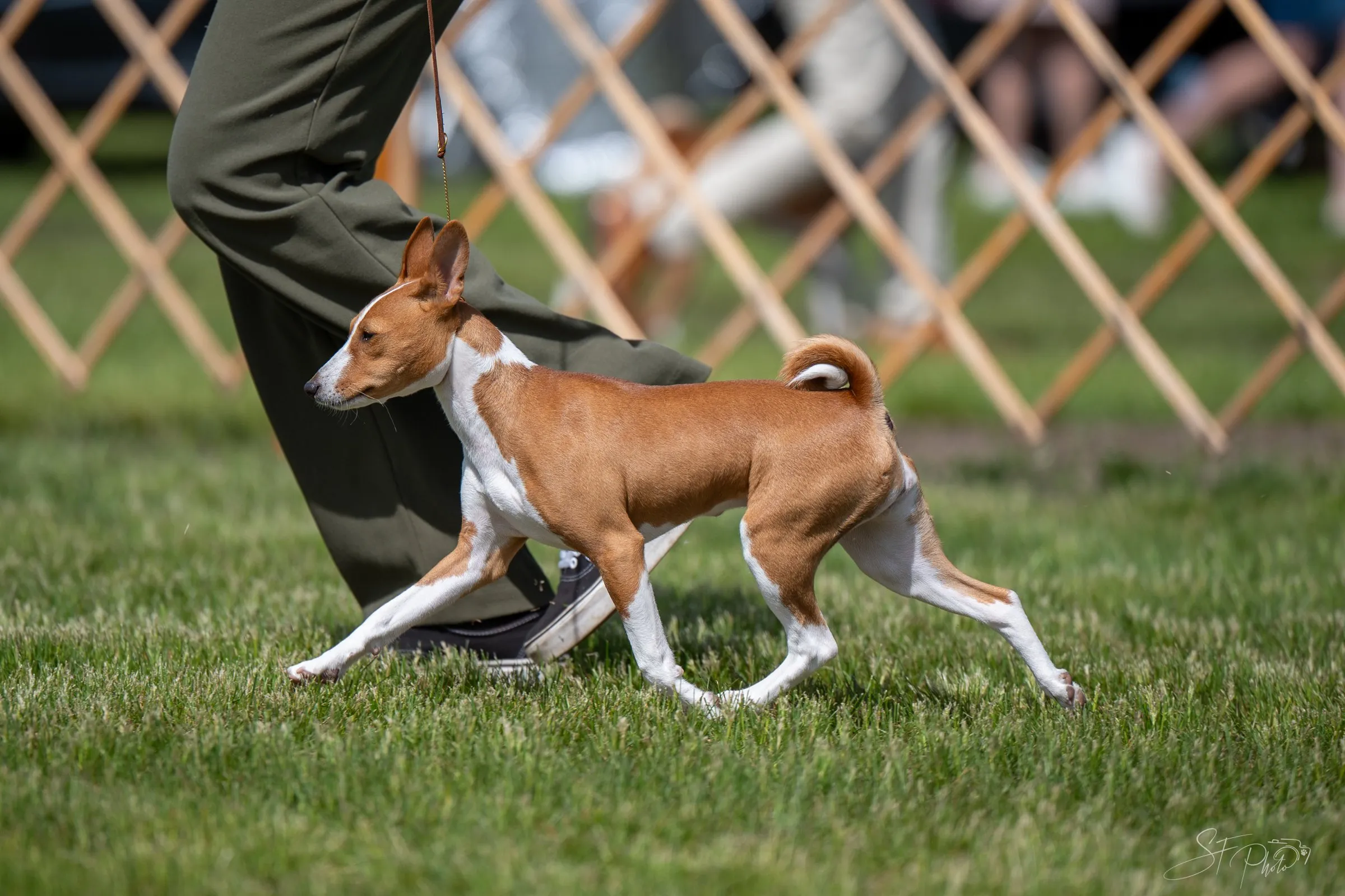 Pike au trot en exposition