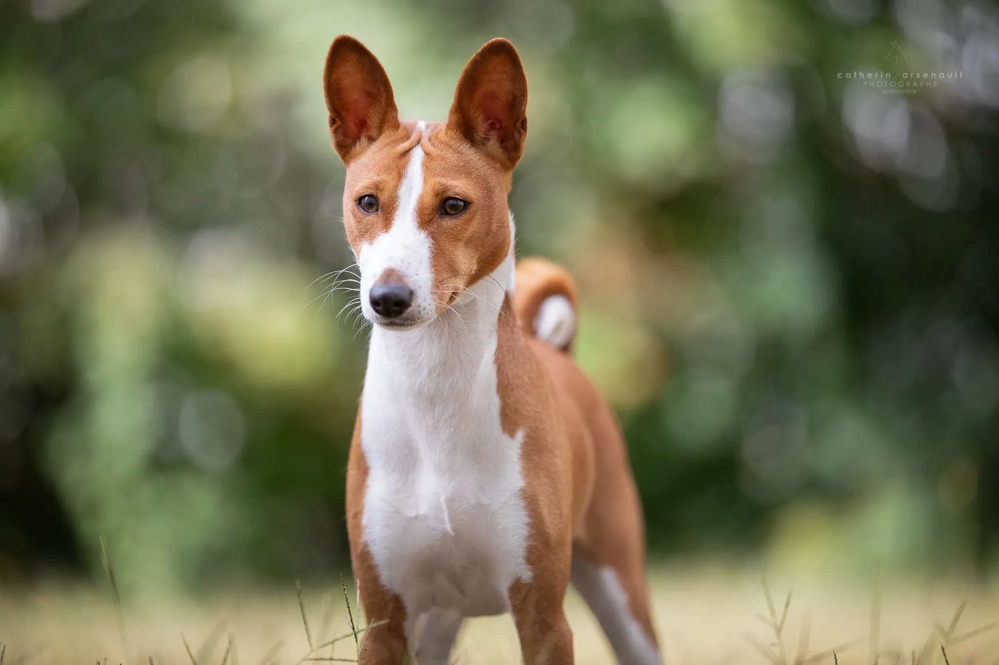 Pike, jeune femelle Basenji rouge et blanc, dans un champ