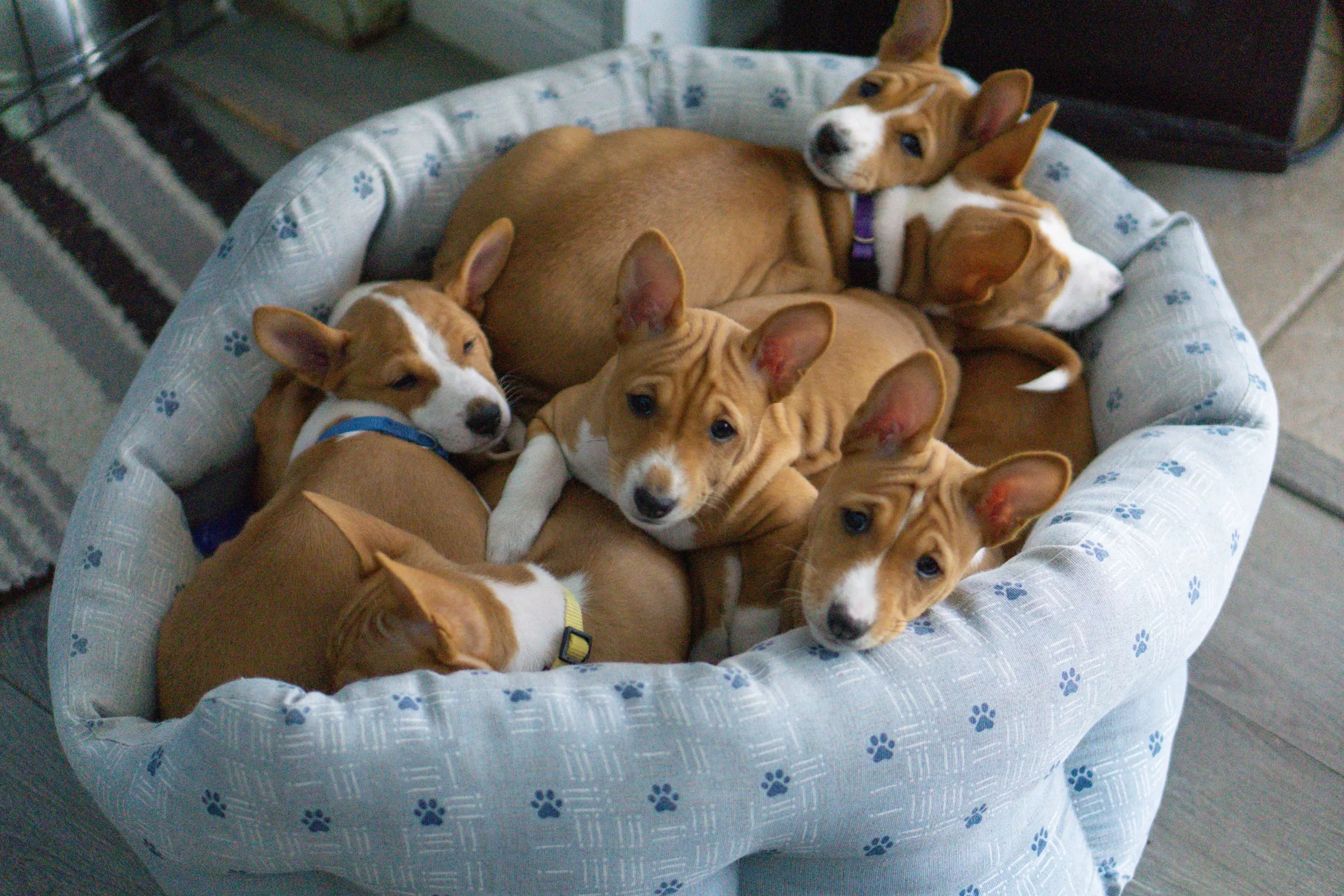 Chiots Basenji blottis ensemble dans un panier