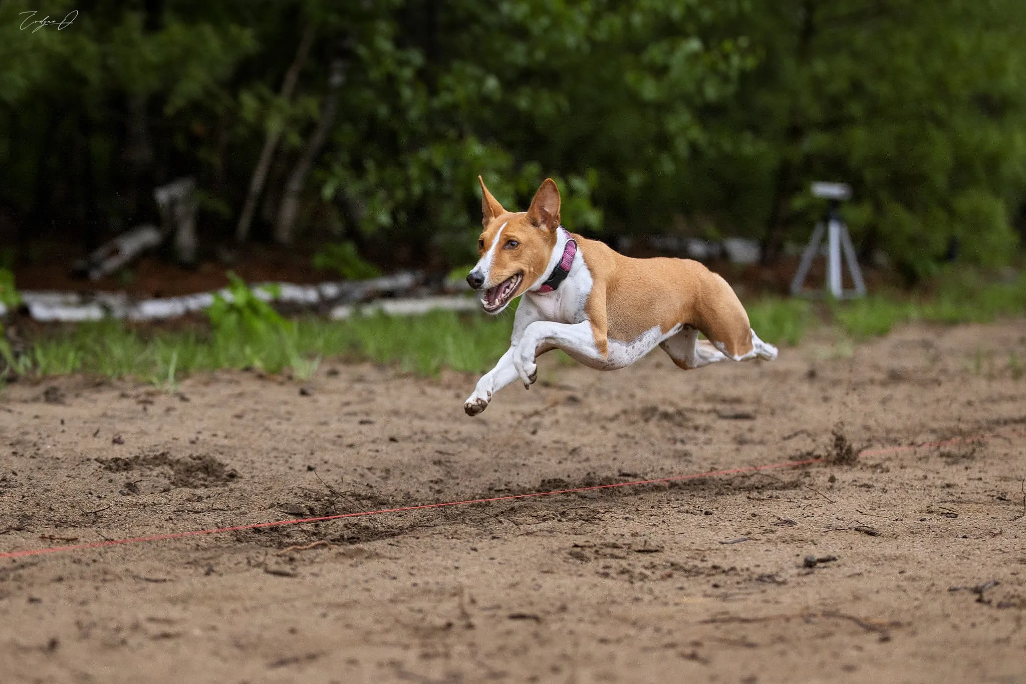 Basenji en pleine course sur une piste de sable